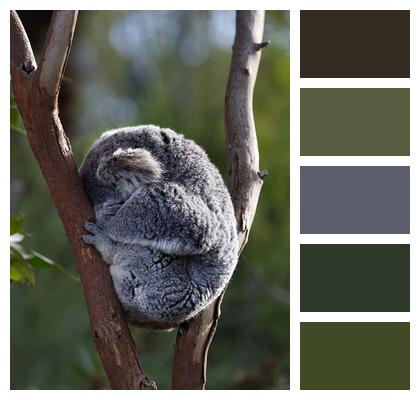 Koala Phascolarctos Cinereus Marsupial Image